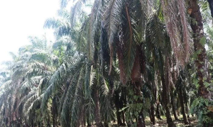 Dinas Perkebunan dan Peternakan Pasaman Barat Jelaskan Produktivitas Sawit Tua Kebun TKD