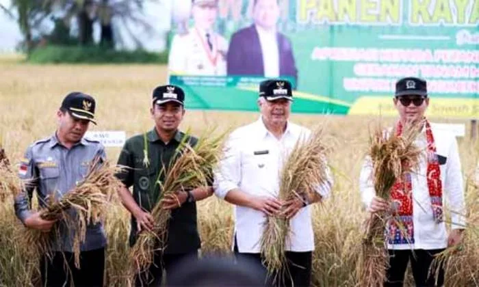 Wali Kota Solok Panen Padi