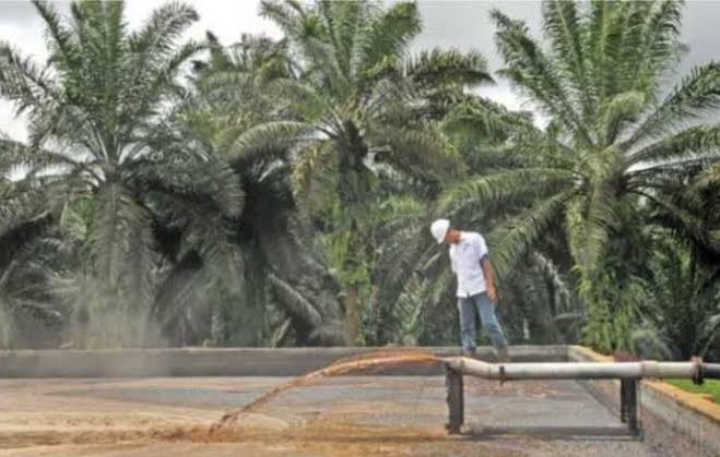 Limbah Sawit Jadi Bahan Bakar Kompor di Aceh, Mensos Risma: Inovasi Anak Bangsa