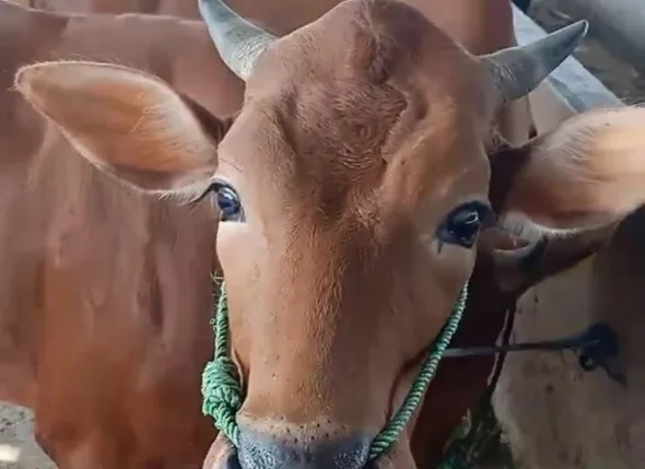 Satpol PP Jakarta Pusat: Jangan Jualan Hewan Kurban di Fasilitas Umum