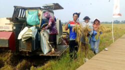 Lakukan Inovasi Produksi Pangan, PGN-BRIN Sukses Panen Perdana 116 Ton Padi Biosalin