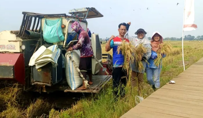 Lakukan Inovasi Produksi Pangan, PGN-BRIN Sukses Panen Perdana 116 Ton Padi Biosalin
