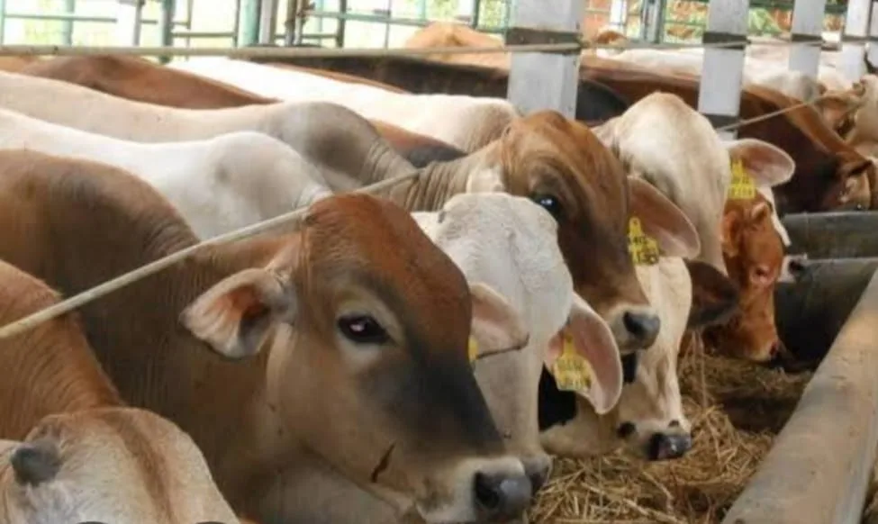 Dinas Lingkungan Hidup DKI Terapkan Eco-Qurban, Ini Alasannya