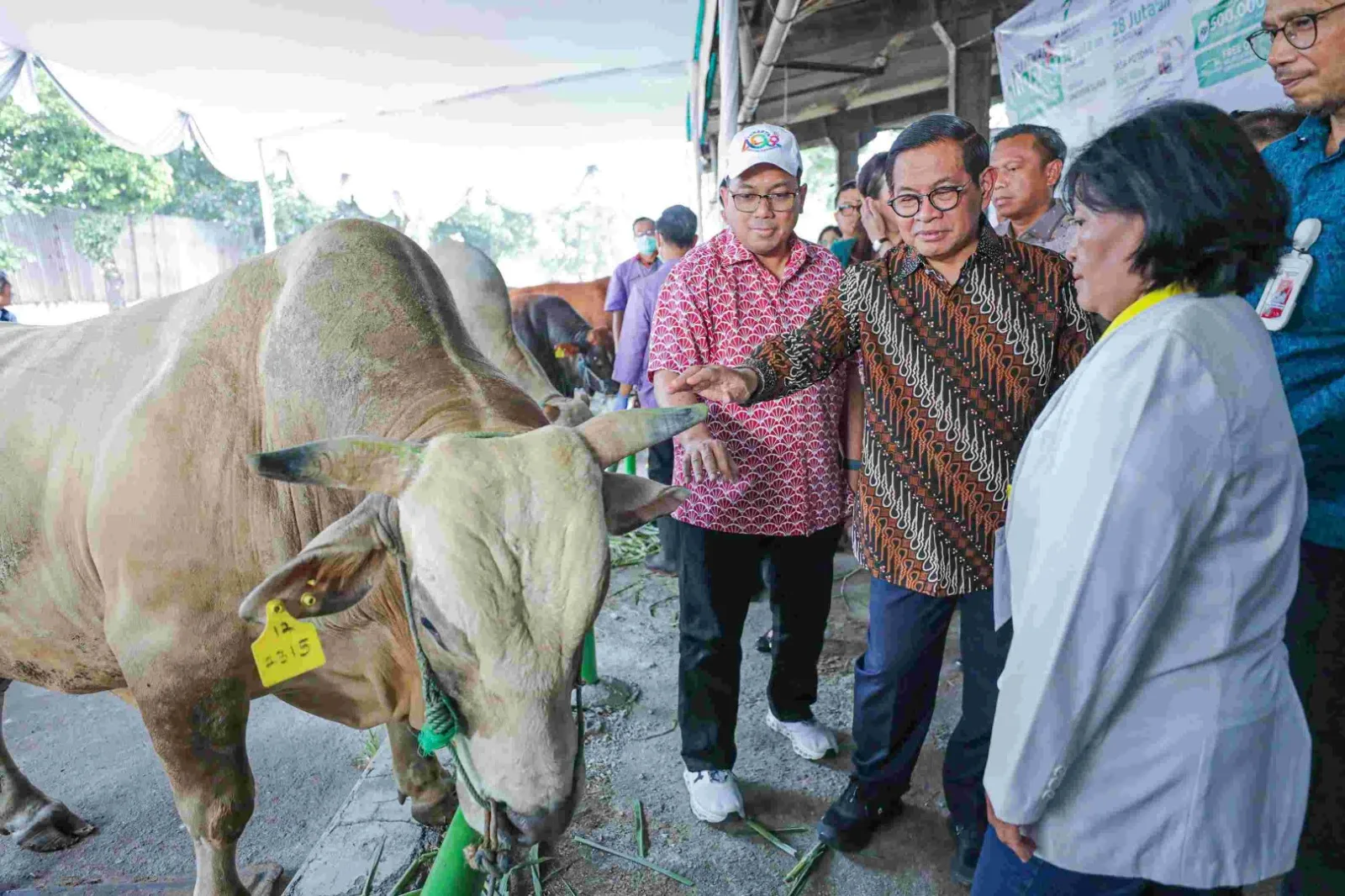 Gubernur Pramono Serahkan Dua Ekor Sapi Kurban di Tambora
