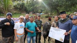 Didampingi Wakil Bupati, Gubernur Mahyeldi Serahkan Sapi Qurban untuk Masyarakat Kabupaten Solok