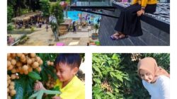 Wisata Edukatif Petik Kelengkeng Grobogan