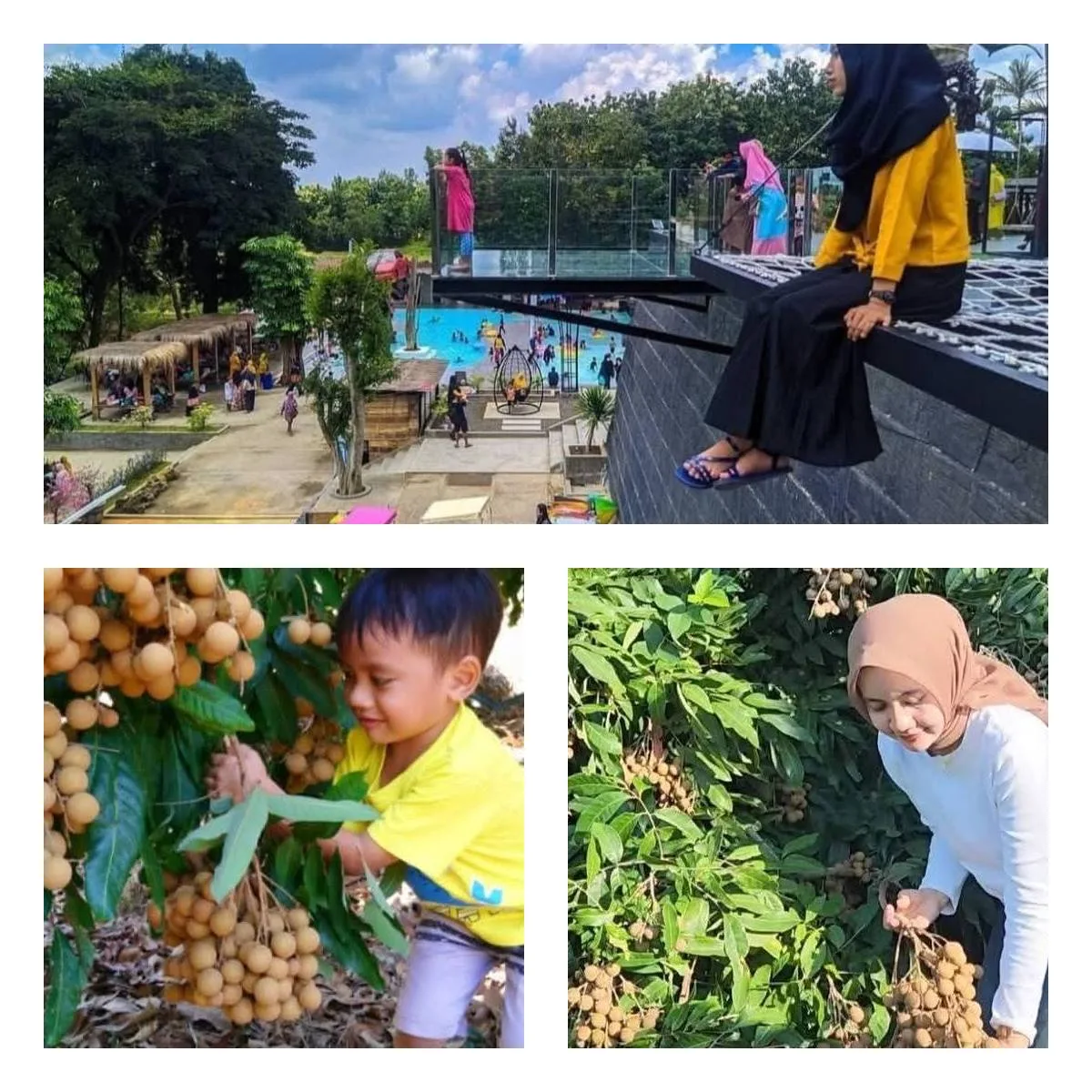 Wisata Edukatif Petik Kelengkeng Grobogan