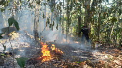 Info BNPB: Situasi dan Penanganan Bencana di Indonesia Hingga 4 Agustus 2025