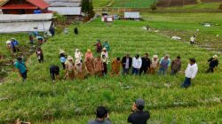 Bupati Solok Hadiri Kegiatan Panen Bawang Merah di Jorong Rimbo Tinggi
