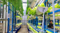 Kepincut Urban Farming Cilandak, Gubernur Pramono Minta Pemprov DKI Siapkan Panel Surya