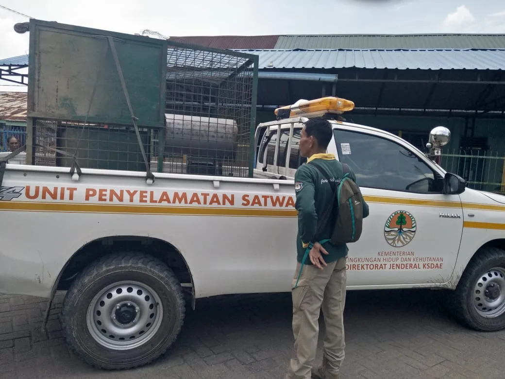 Teror  Monyet Liar di Pangkalan Brandan : Warga Jadi Korban