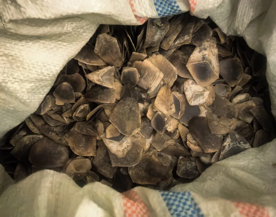 Polda Riau Gerebek Markas Sindikat Perdagangan Sisik Satwa Liar Trenggiling di Rohil