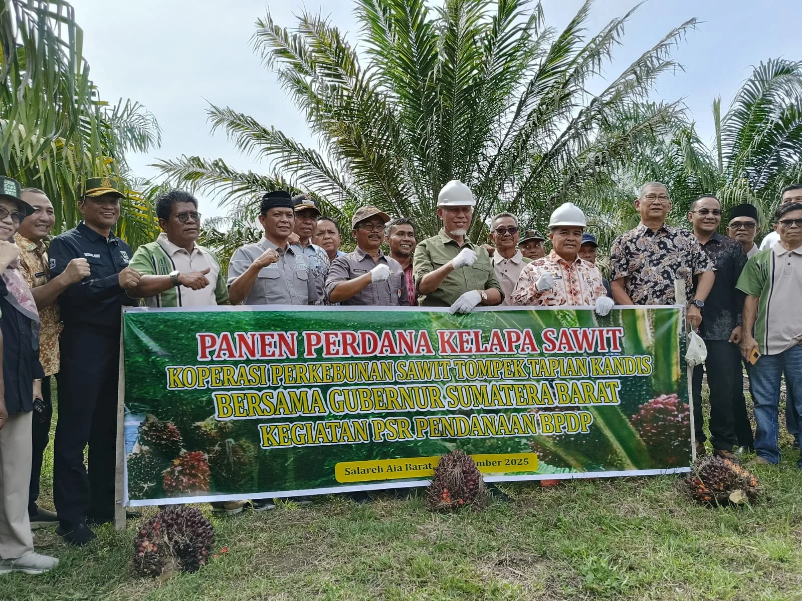 Program Replanting Sawit di Sumbar Mulai Menunjukkan Hasil, Petani di Agam Panen Perdana