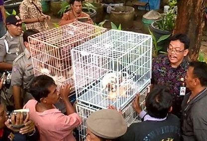 Jakarta Terapkan Pergub Larangan Perdagangan dan Konsumsi Hewan Penular Rabies