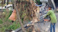 Pasukan Hijau Dibantu Pasukan Oranye Gerak Cepat Atasi Pohon Tumbang di Wilayah Jakarta Timur