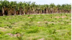 Kadiv Humas Polda Sumut Belum Mengetahui Dugaan Praktik Perambahan Hutan Lindung