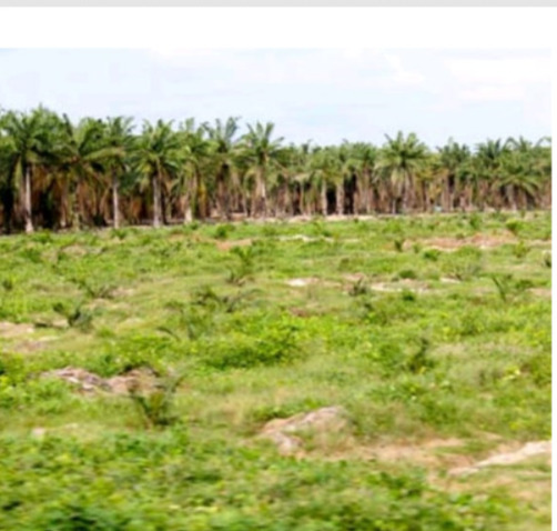 Kadiv Humas Polda Sumut Belum Mengetahui Dugaan Praktik Perambahan Hutan Lindung